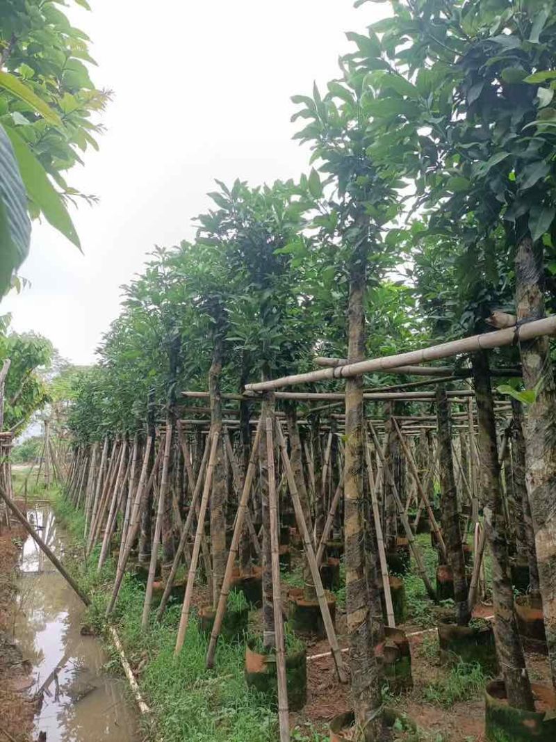 海南红豆树10～15公分基地规格齐全欢迎老板来电咨询合作