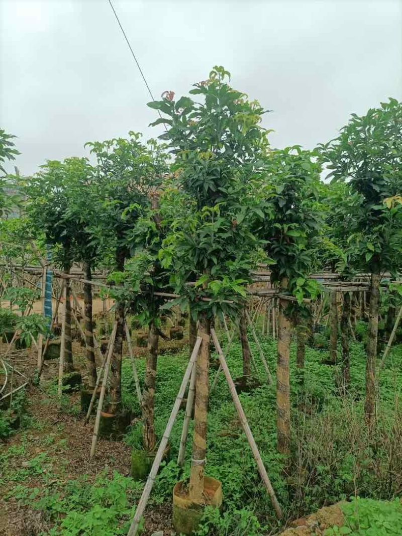 海南红豆树10～15公分基地规格齐全欢迎老板来电咨询合作