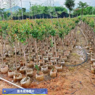 小叶紫薇2～10公分基地直销规格齐全欢迎老板来电咨询合作