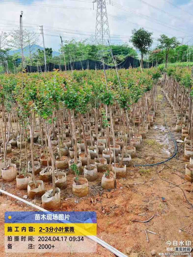 小叶紫薇2～10公分基地直销规格齐全欢迎老板来电咨询合作