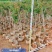 小叶紫薇2～10公分基地直销规格齐全欢迎老板来电咨询合作