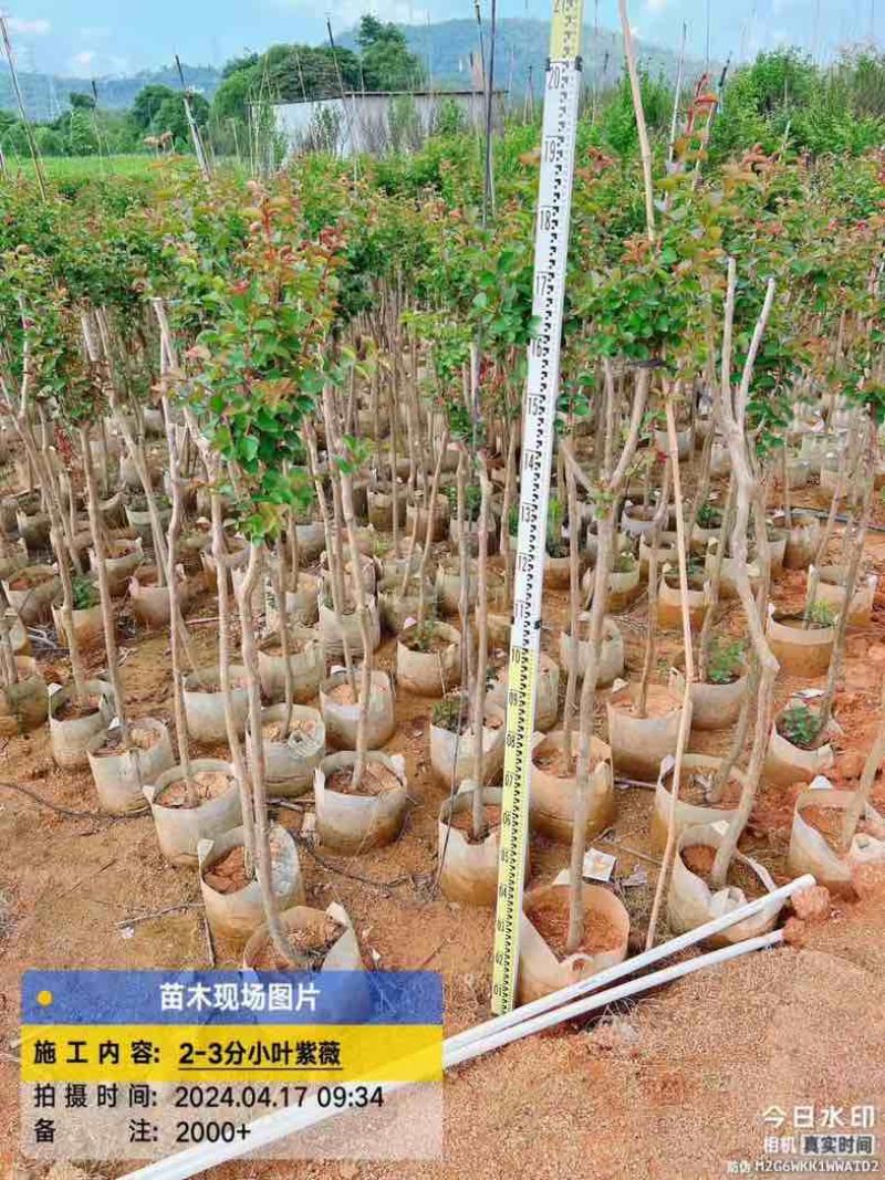 小叶紫薇2～10公分基地直销规格齐全欢迎老板来电咨询合作