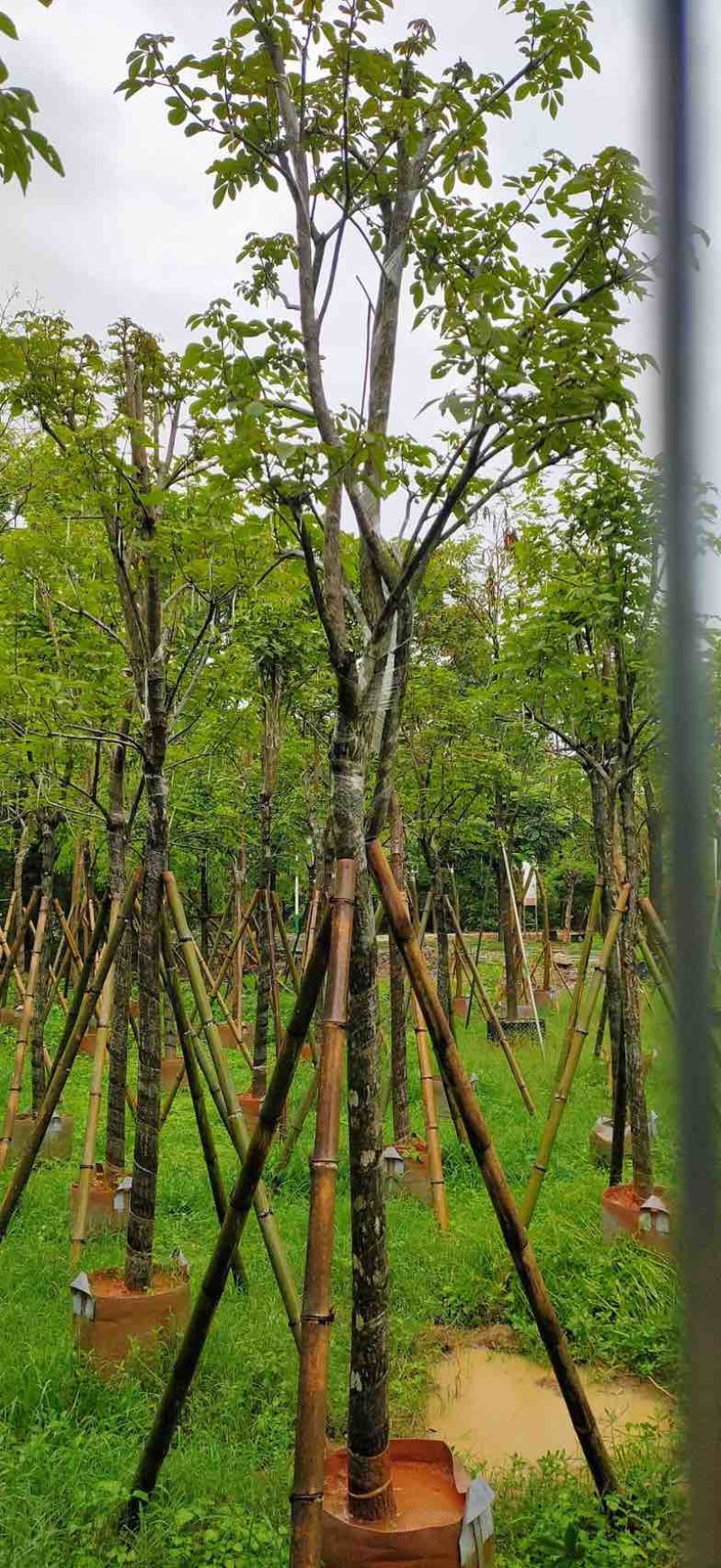 黄花风铃木4～8公分基地直销规格齐全欢迎老板来电咨询合作