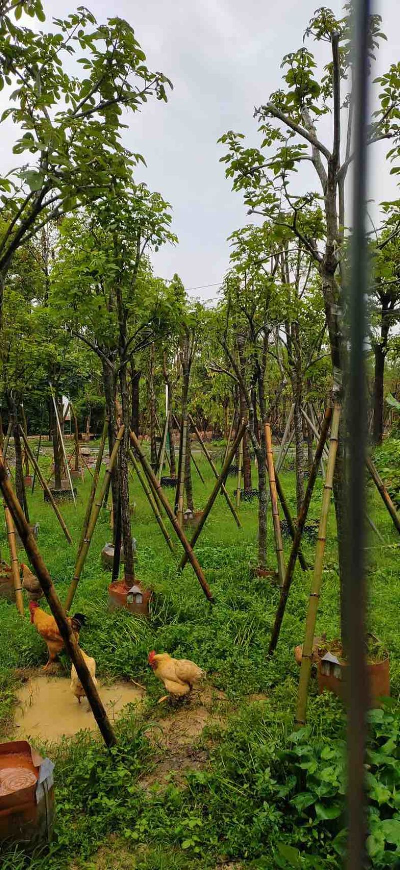 黄花风铃木4～8公分基地直销规格齐全欢迎老板来电咨询合作