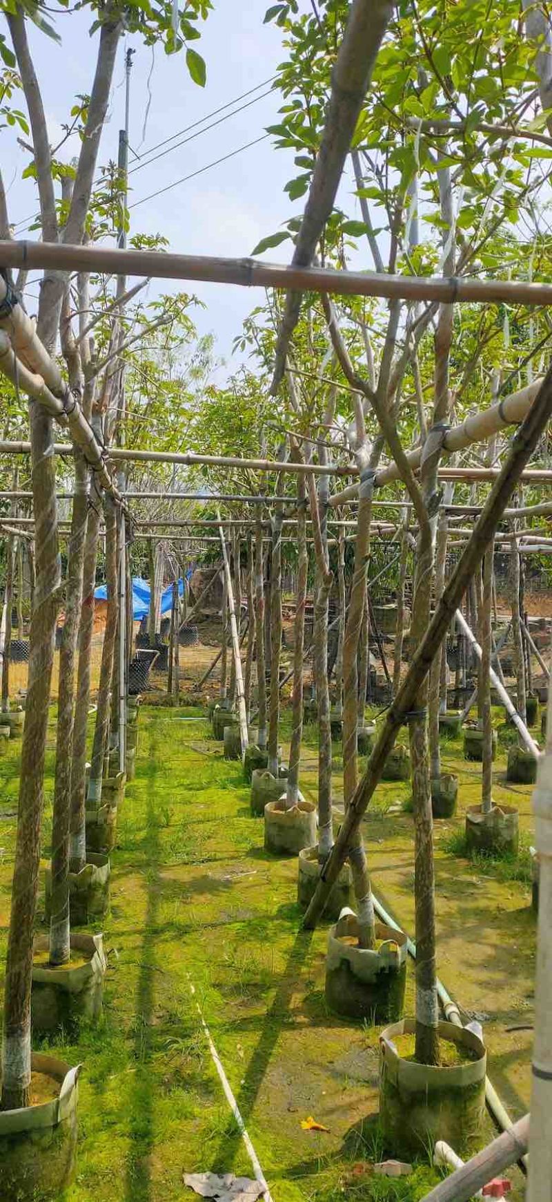 黄花风铃木4～8公分基地直销规格齐全欢迎老板来电咨询合作