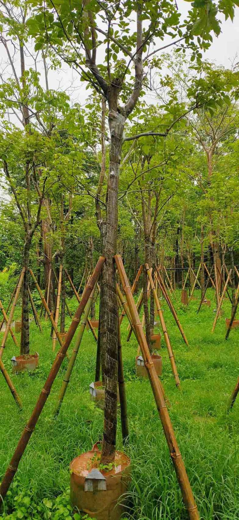 黄花风铃木4～8公分基地直销规格齐全欢迎老板来电咨询合作