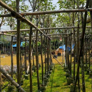 黄花风铃木4～8公分基地直销规格齐全欢迎老板来电咨询合作