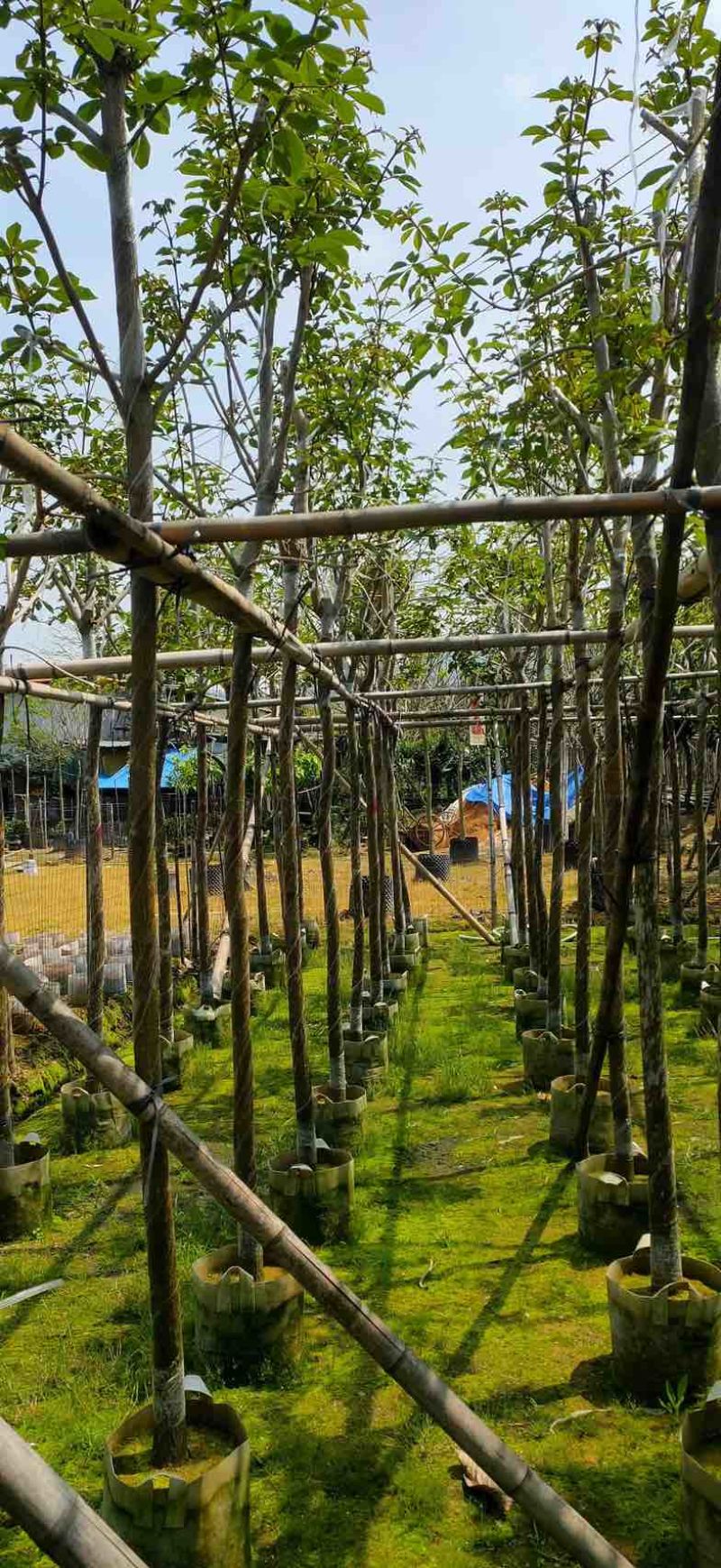 黄花风铃木4～8公分基地直销规格齐全欢迎老板来电咨询合作