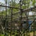 黄花风铃木4～8公分基地直销规格齐全欢迎老板来电咨询合作