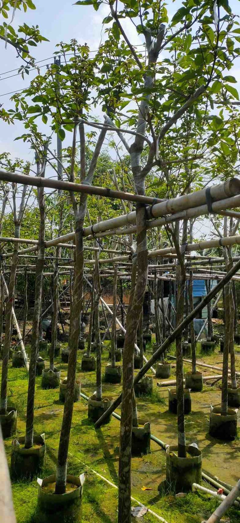 黄花风铃木4～8公分基地直销规格齐全欢迎老板来电咨询合作