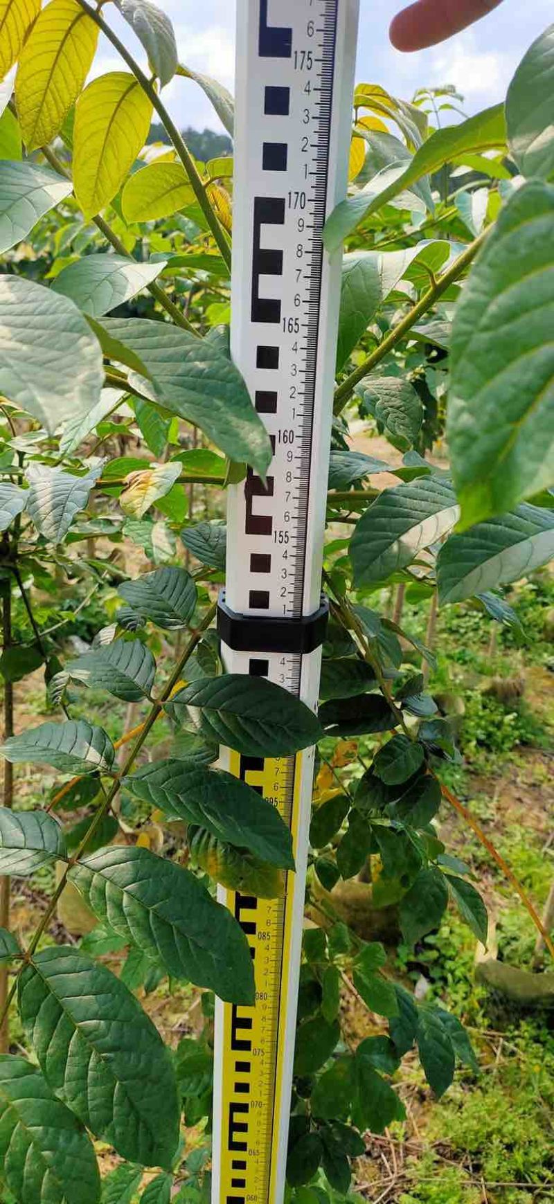原生苗火焰木1至2米布袋苗基地直销规格齐全欢迎老板来电