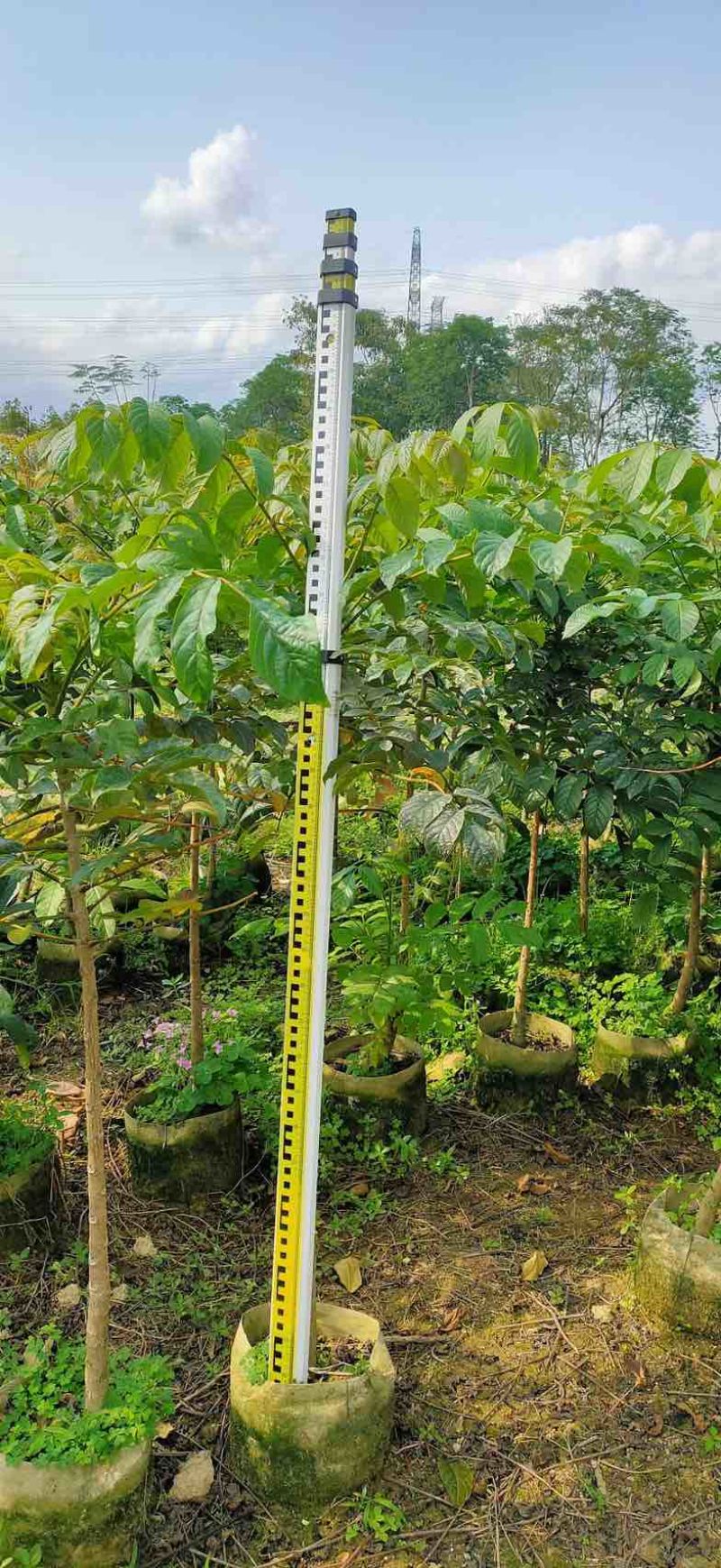原生苗火焰木1至2米布袋苗基地直销规格齐全欢迎老板来电
