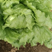 自己家种的球生菜