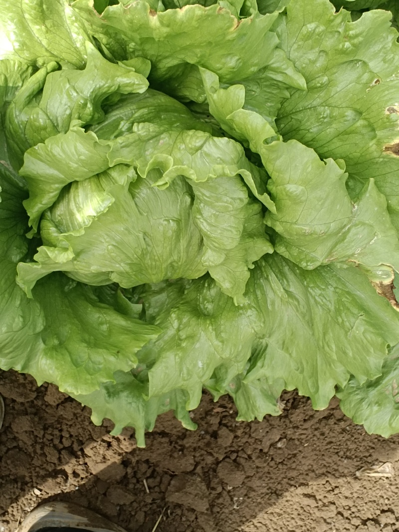 自己家种的球生菜