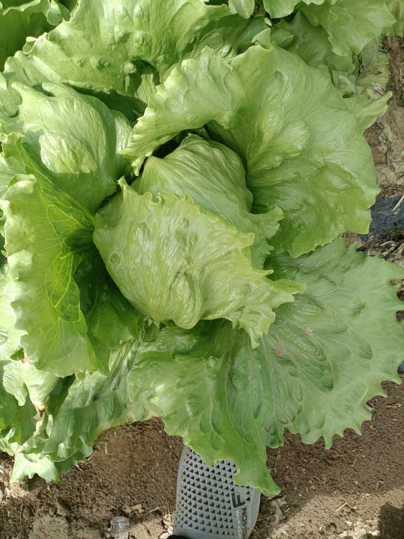 自己家种的球生菜