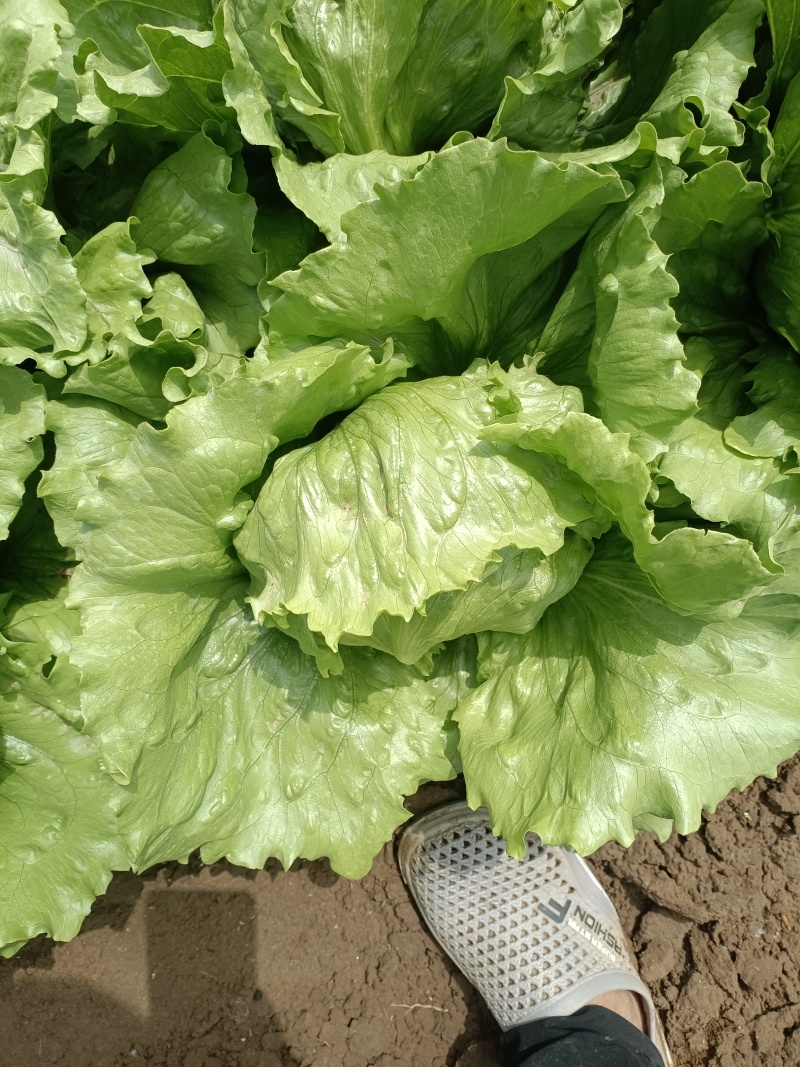 自己家种的球生菜