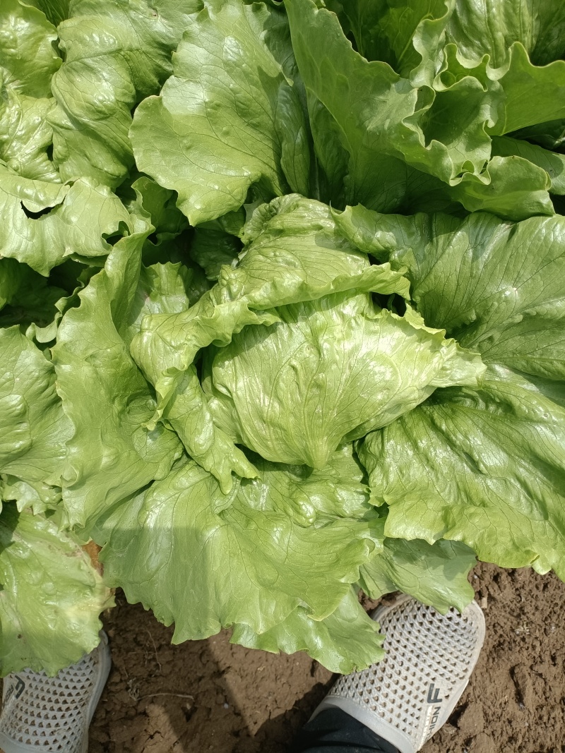 自己家种的球生菜