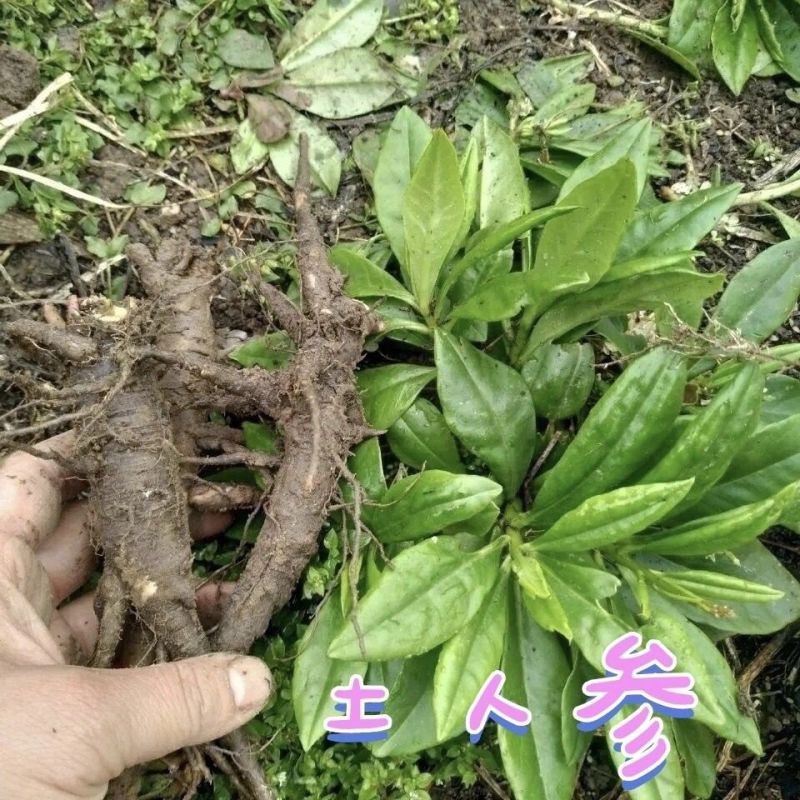 广西野生土人参煲汤可种植土人参土枦兰红参锥花飞来参新鲜