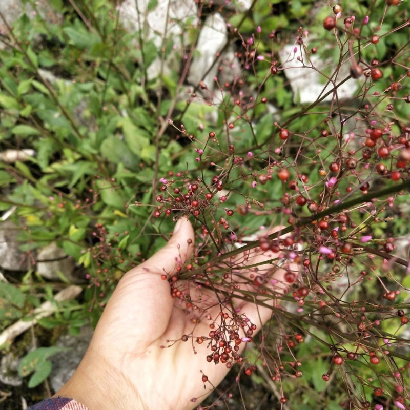 广西野生土人参煲汤可种植土人参土枦兰红参锥花飞来参新鲜