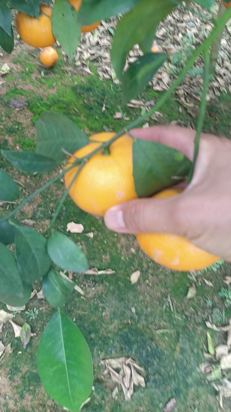 广西上林县优质沃柑