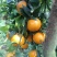 广西上林县优质沃柑