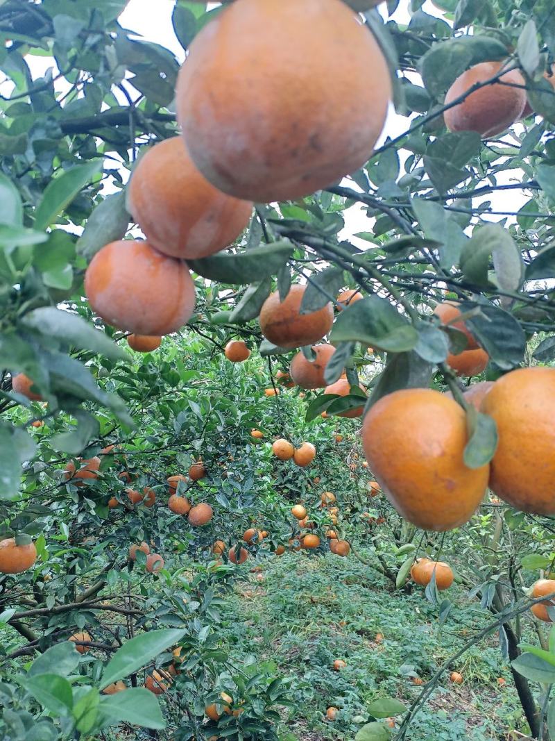 广西上林县优质茂谷柑