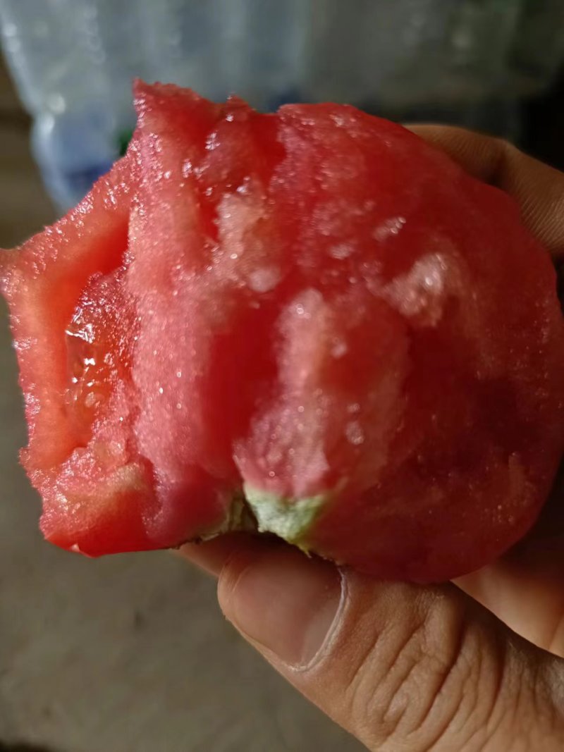 南阳方城博望老式沙瓤口感西红柿大量上市