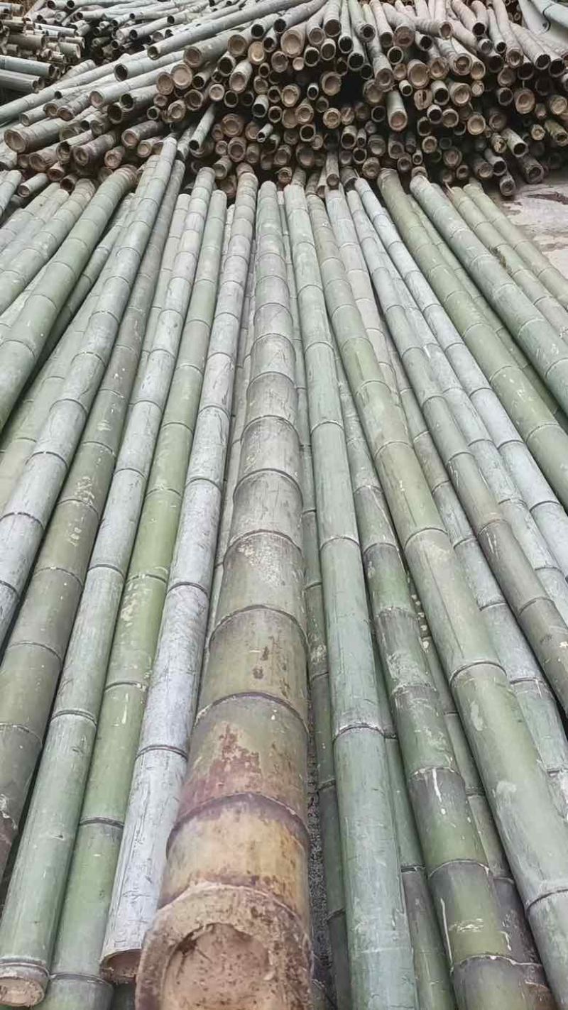 竹竿/楠竹/毛竹/规格可定制价格优惠欢迎致电