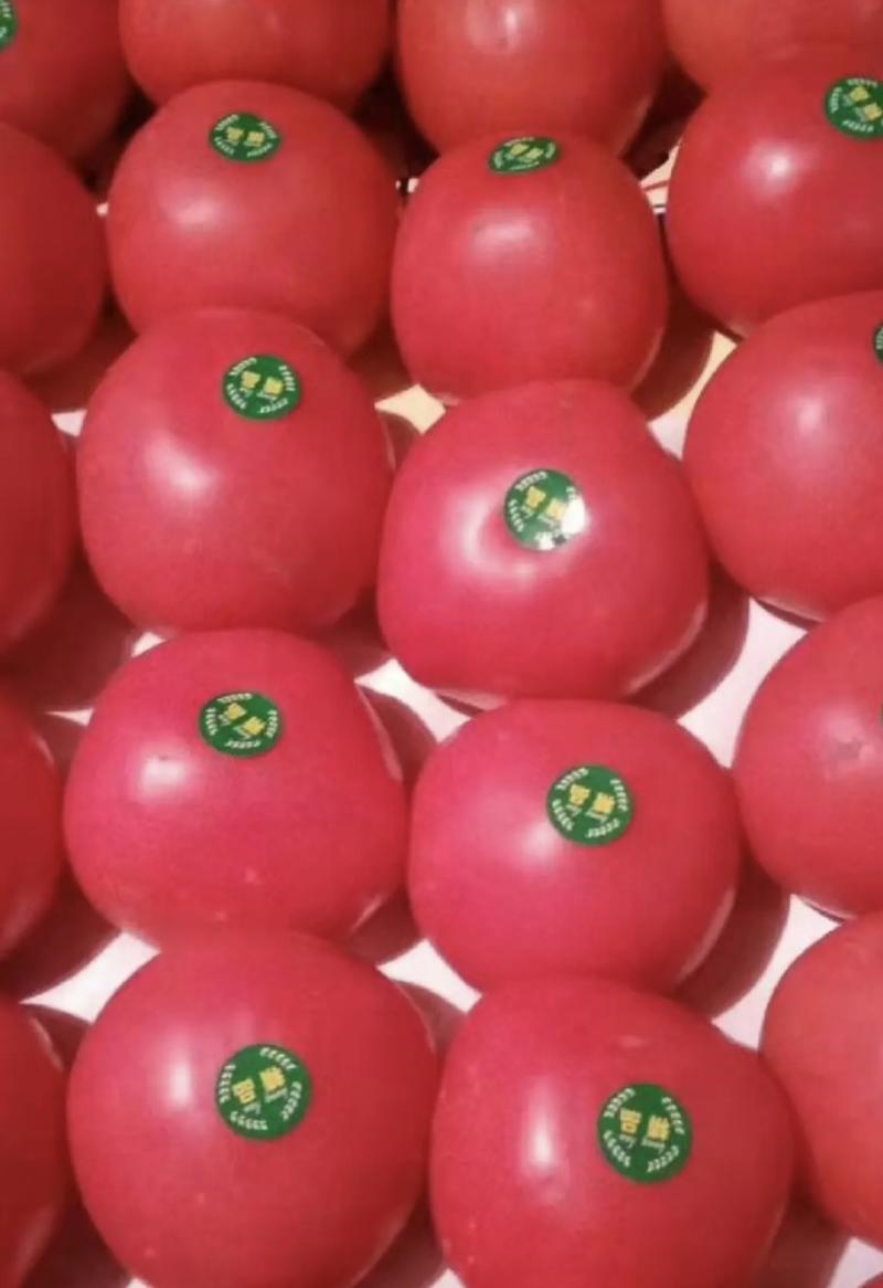 【推荐】山东西红柿/硬粉西红柿大量供货价格优惠欢迎致电