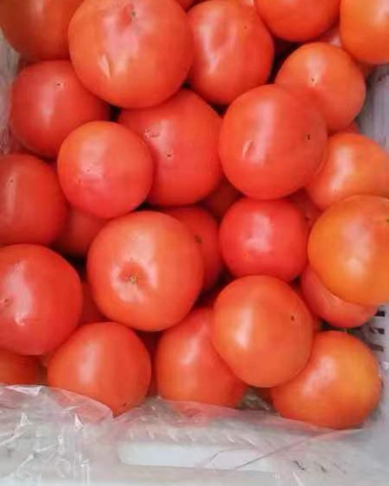 【推荐】山东西红柿/硬粉西红柿大量供货价格优惠欢迎致电