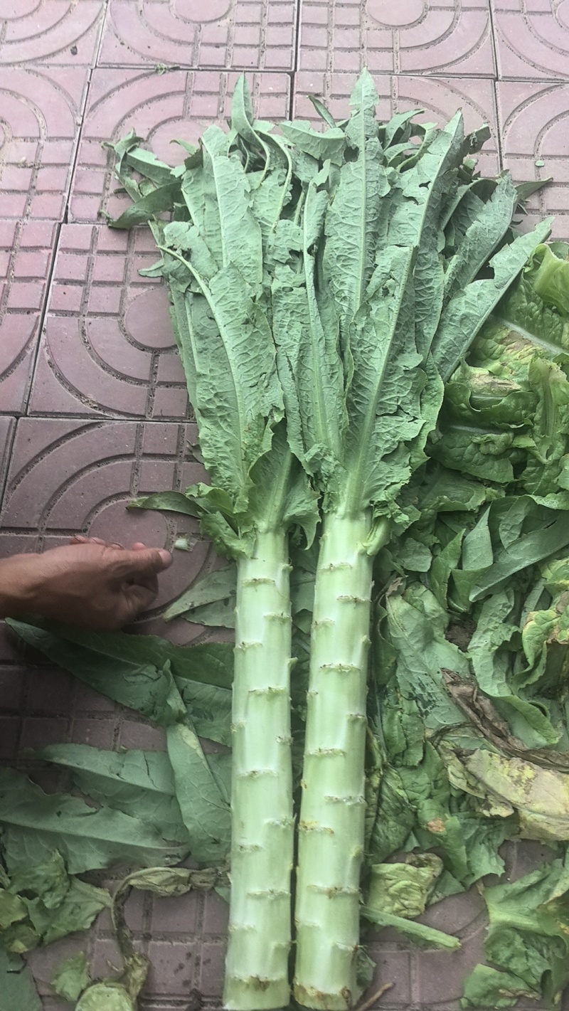 精品莴笋莴苣无空心