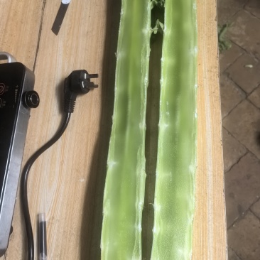 精品莴笋莴苣无空心