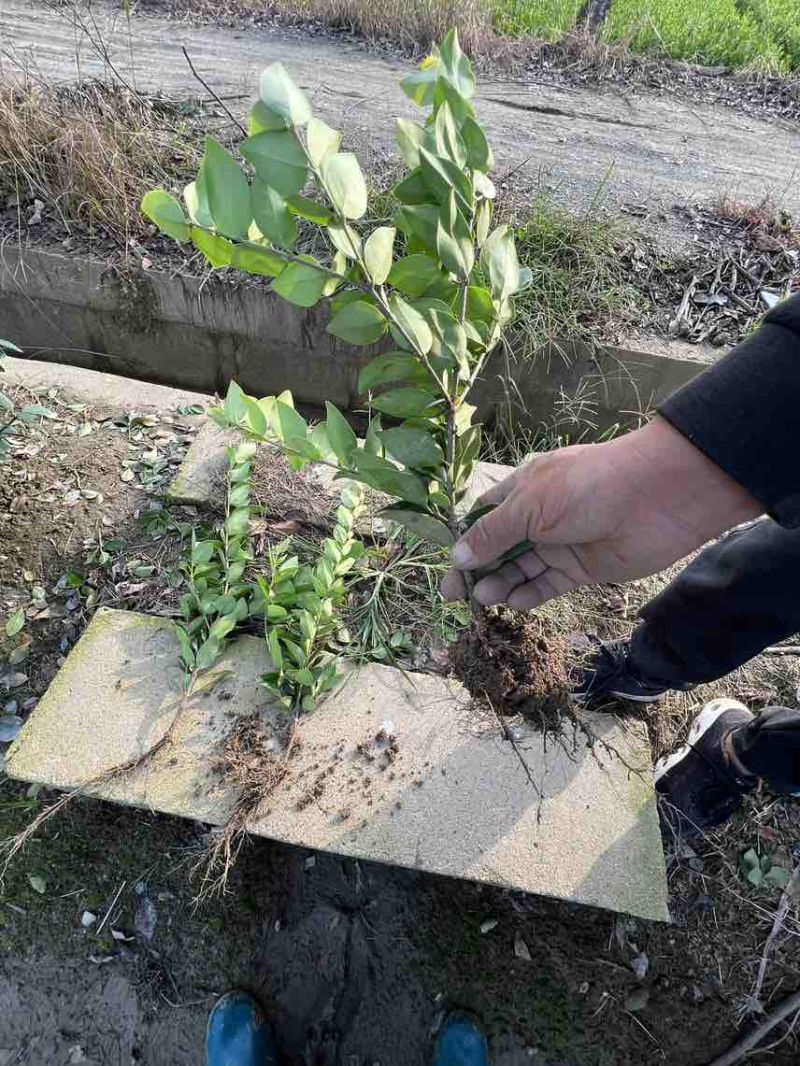 金森女贞移载苗自有基地规格齐全大量供应