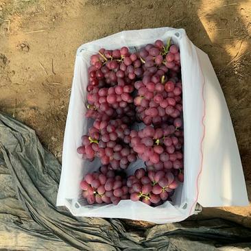 辽宁葡萄精品红提葡萄新鲜水果产地直发货源充足稳定