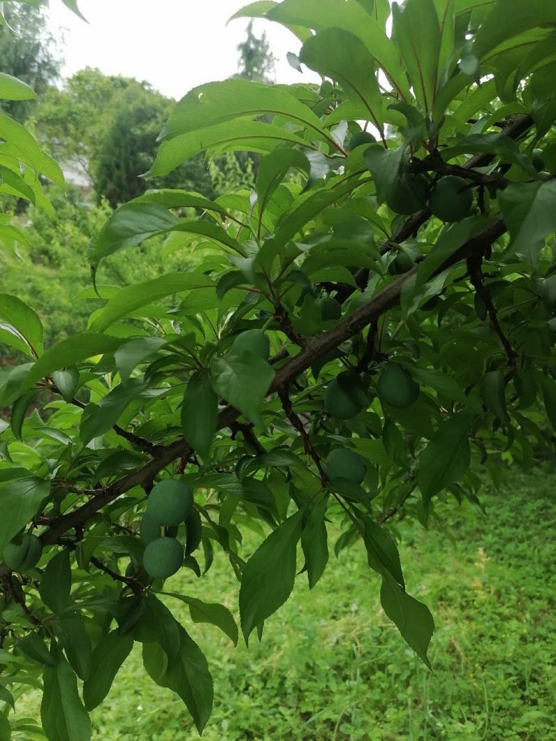 蜂糖李6月20号左右成熟欢迎订货