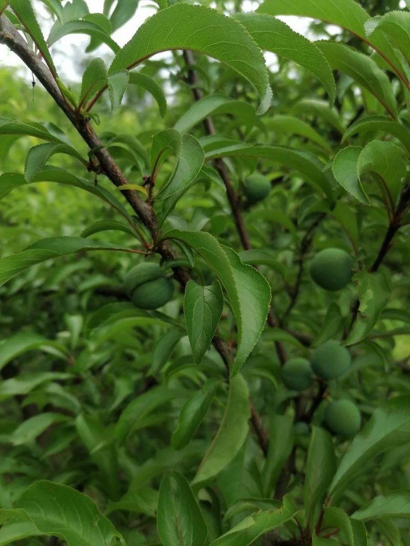蜂糖李6月20号左右成熟欢迎订货