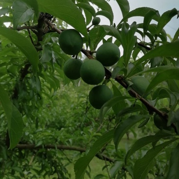 蜂糖李6月20号左右成熟欢迎订货
