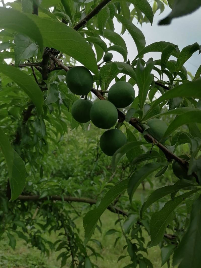 蜂糖李6月20号左右成熟欢迎订货
