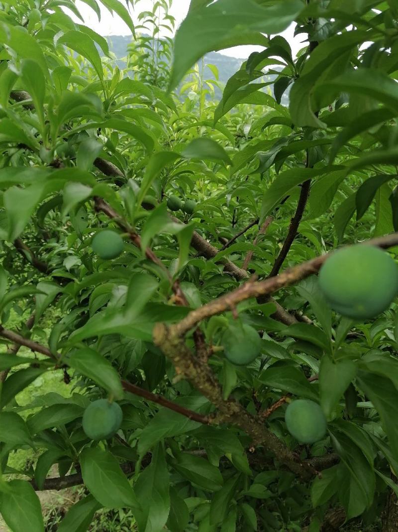 蜂糖李6月20号左右成熟欢迎订货
