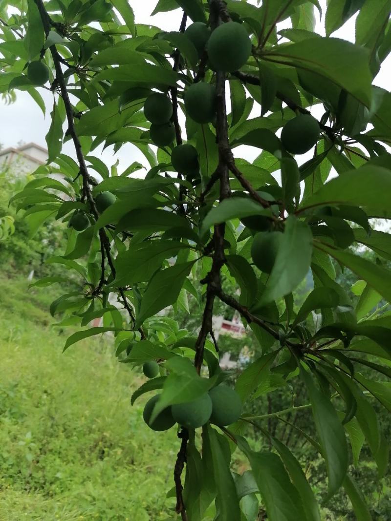 蜂糖李6月20号左右成熟欢迎订货