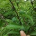 蜂糖李6月20号左右成熟欢迎订货
