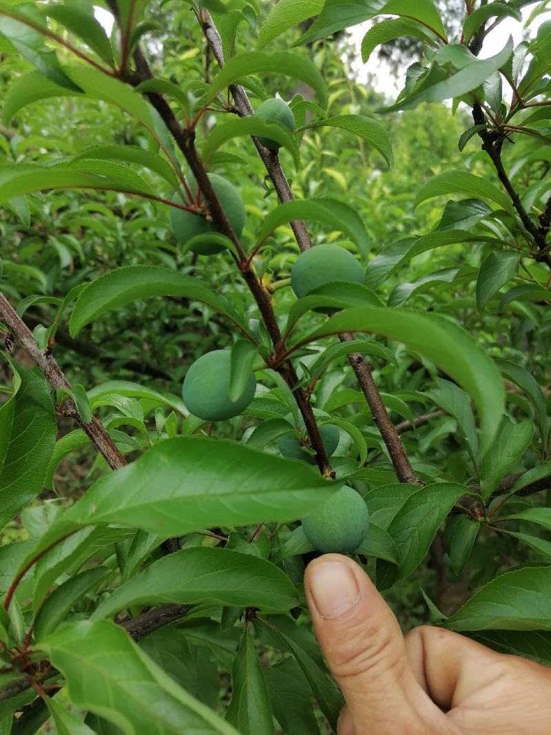 蜂糖李6月20号左右成熟欢迎订货