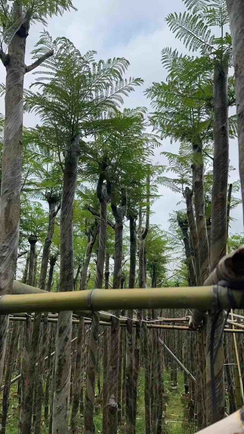 蓝花楹5～8公分基地直销规格齐全有需要的老板欢迎来电咨询
