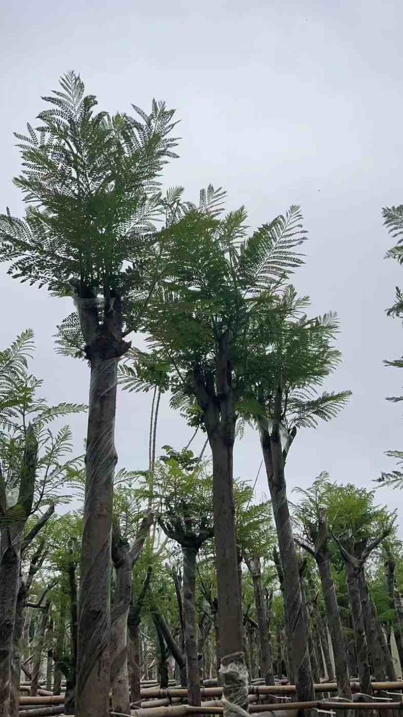 蓝花楹5～8公分基地直销规格齐全有需要的老板欢迎来电咨询