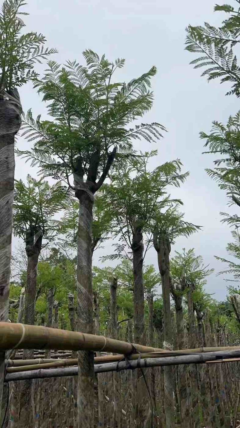 蓝花楹5～8公分基地直销规格齐全有需要的老板欢迎来电咨询