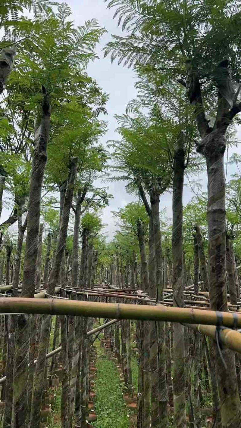 蓝花楹5～8公分基地直销规格齐全有需要的老板欢迎来电咨询
