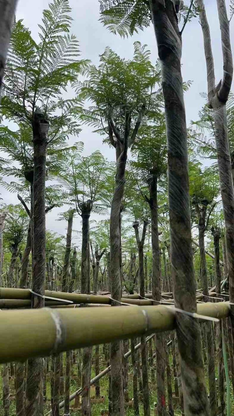 蓝花楹5～8公分基地直销规格齐全有需要的老板欢迎来电咨询