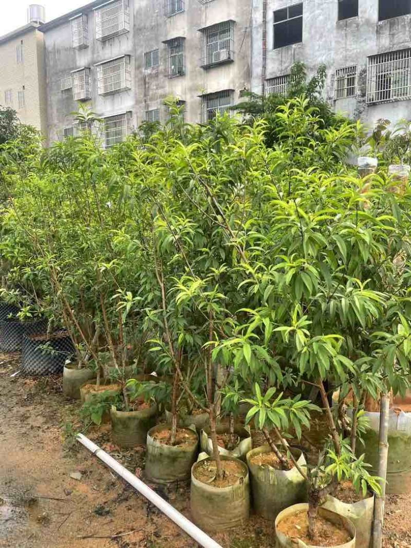 鹰嘴桃树2～5公分基地直销规格齐全有需要的老板欢迎来电