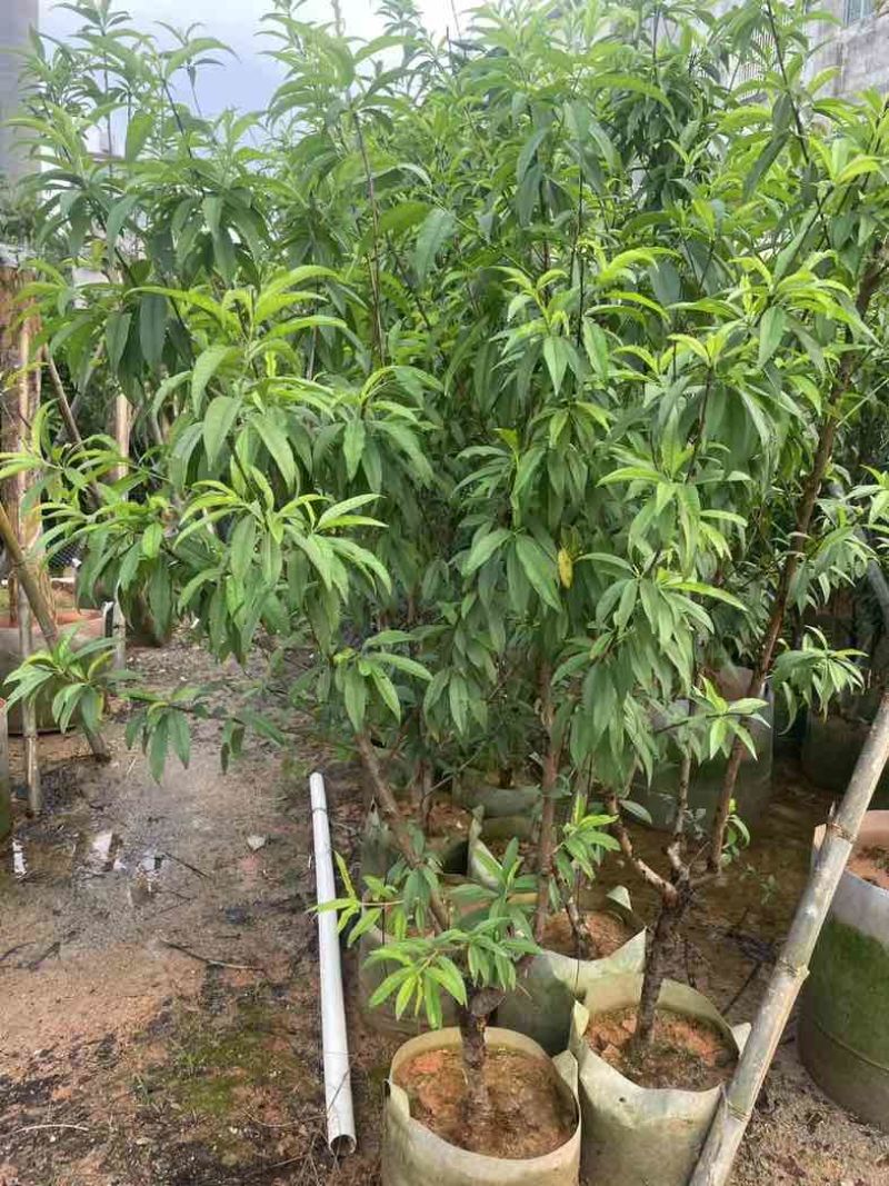 鹰嘴桃树2～5公分基地直销规格齐全有需要的老板欢迎来电