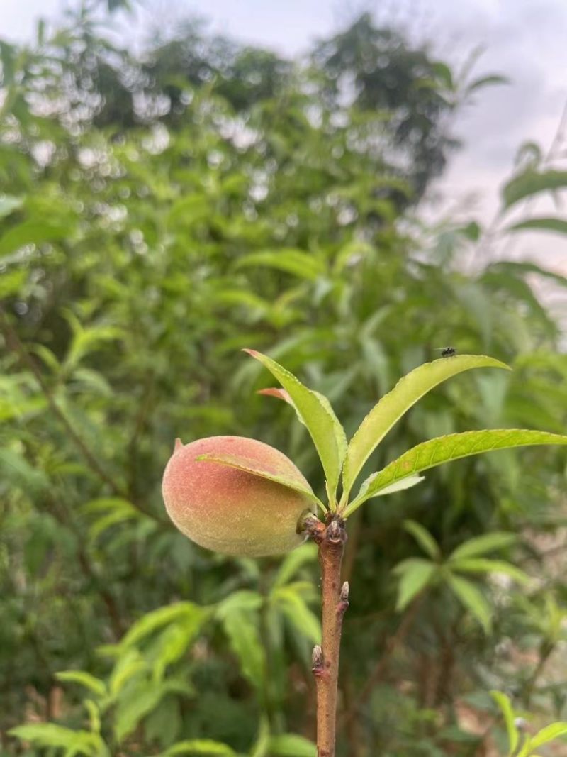 鹰嘴桃树2～5公分基地直销规格齐全有需要的老板欢迎来电